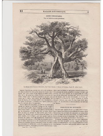Magasin Pittoresque - Bornova Ağacı, 1852