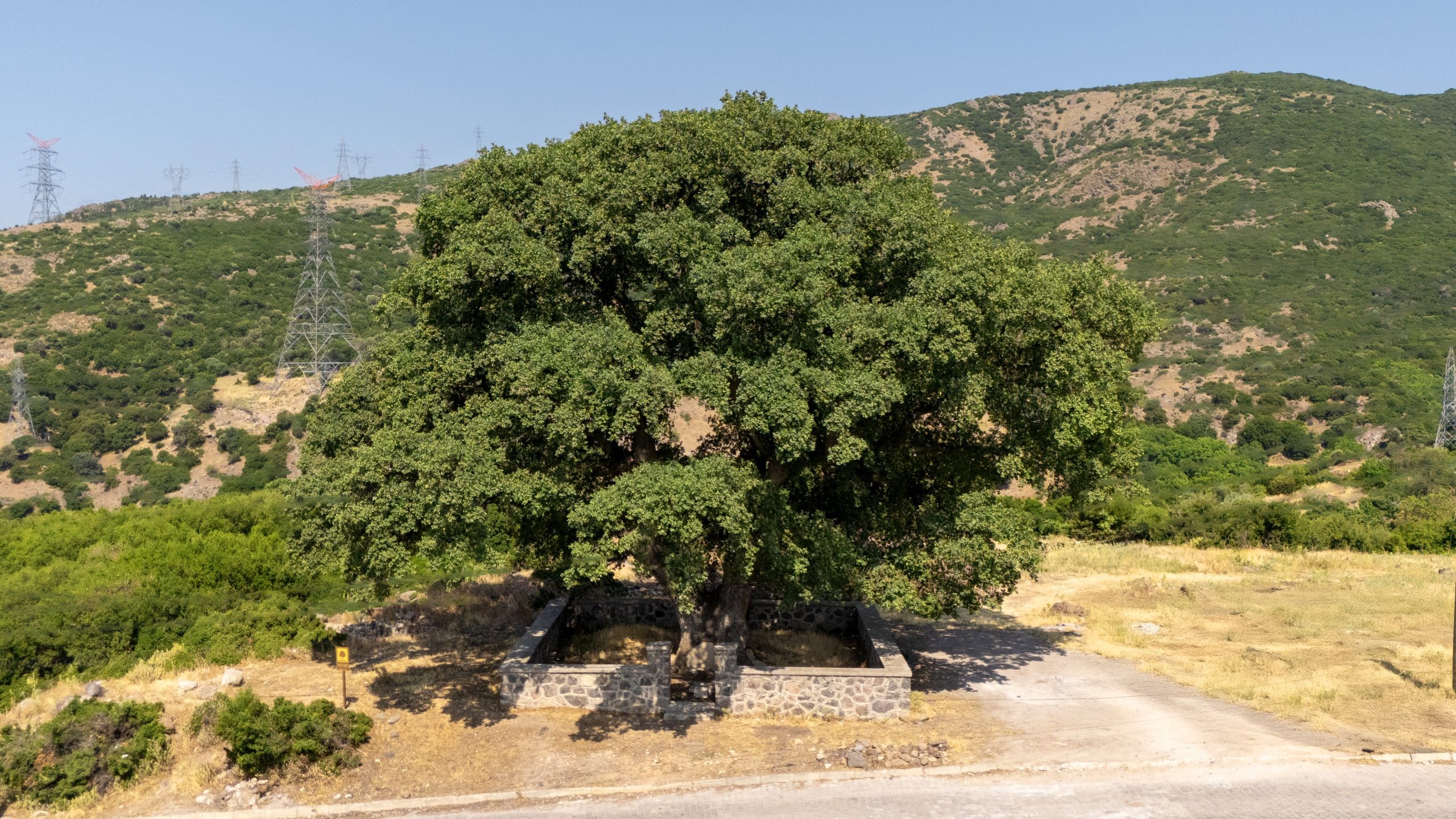 Eğridere Anıt Ağacı - Galeri 1