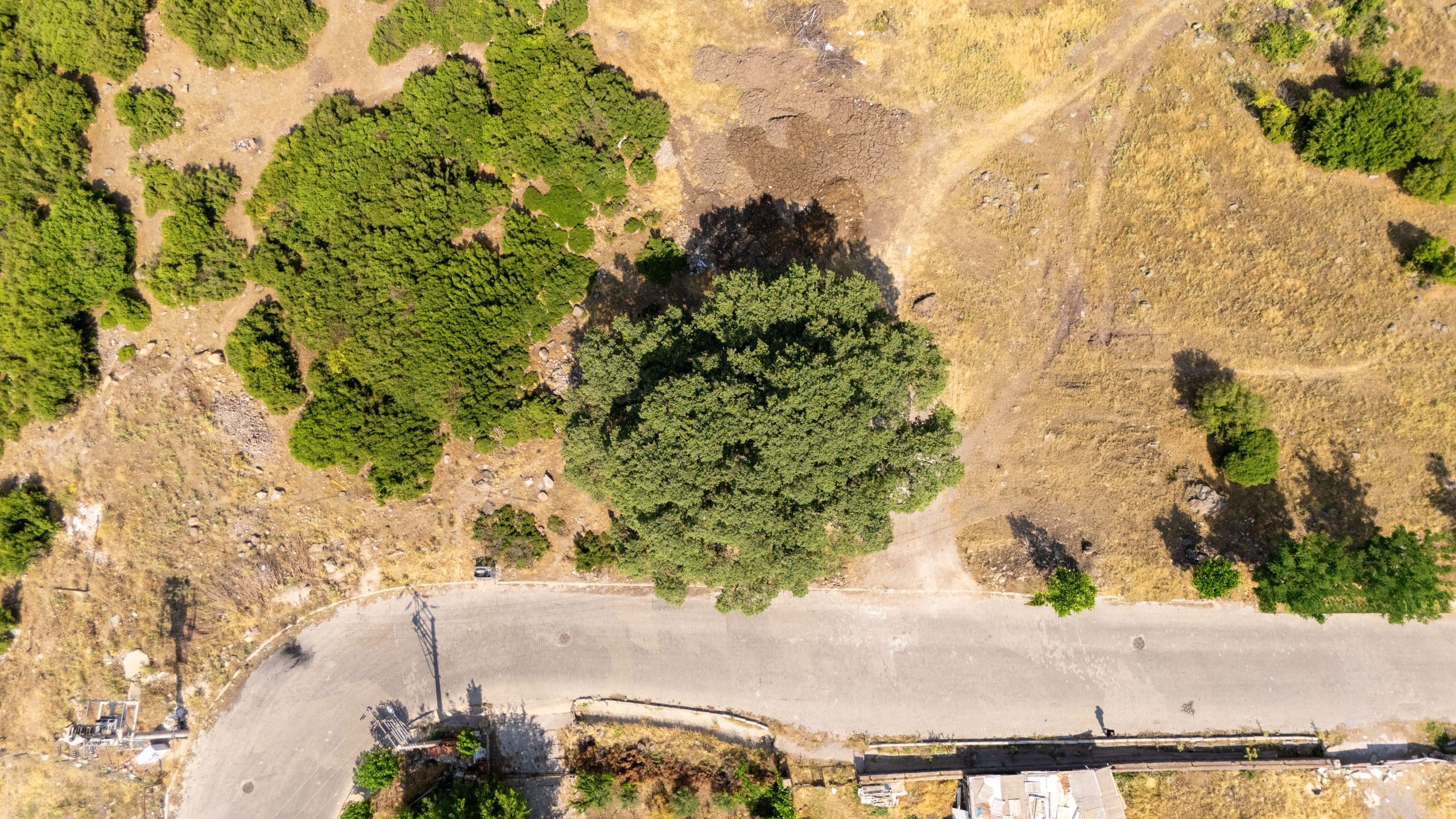 Eğridere Anıt Ağacı - Galeri 2