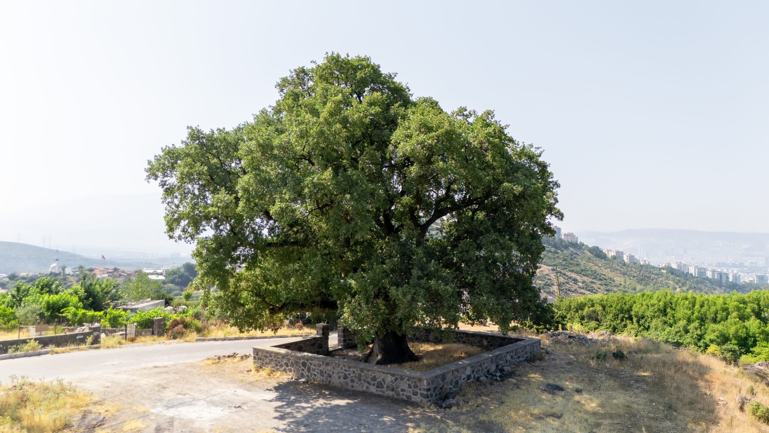 Eğridere Anıt Ağacı - Galeri 3