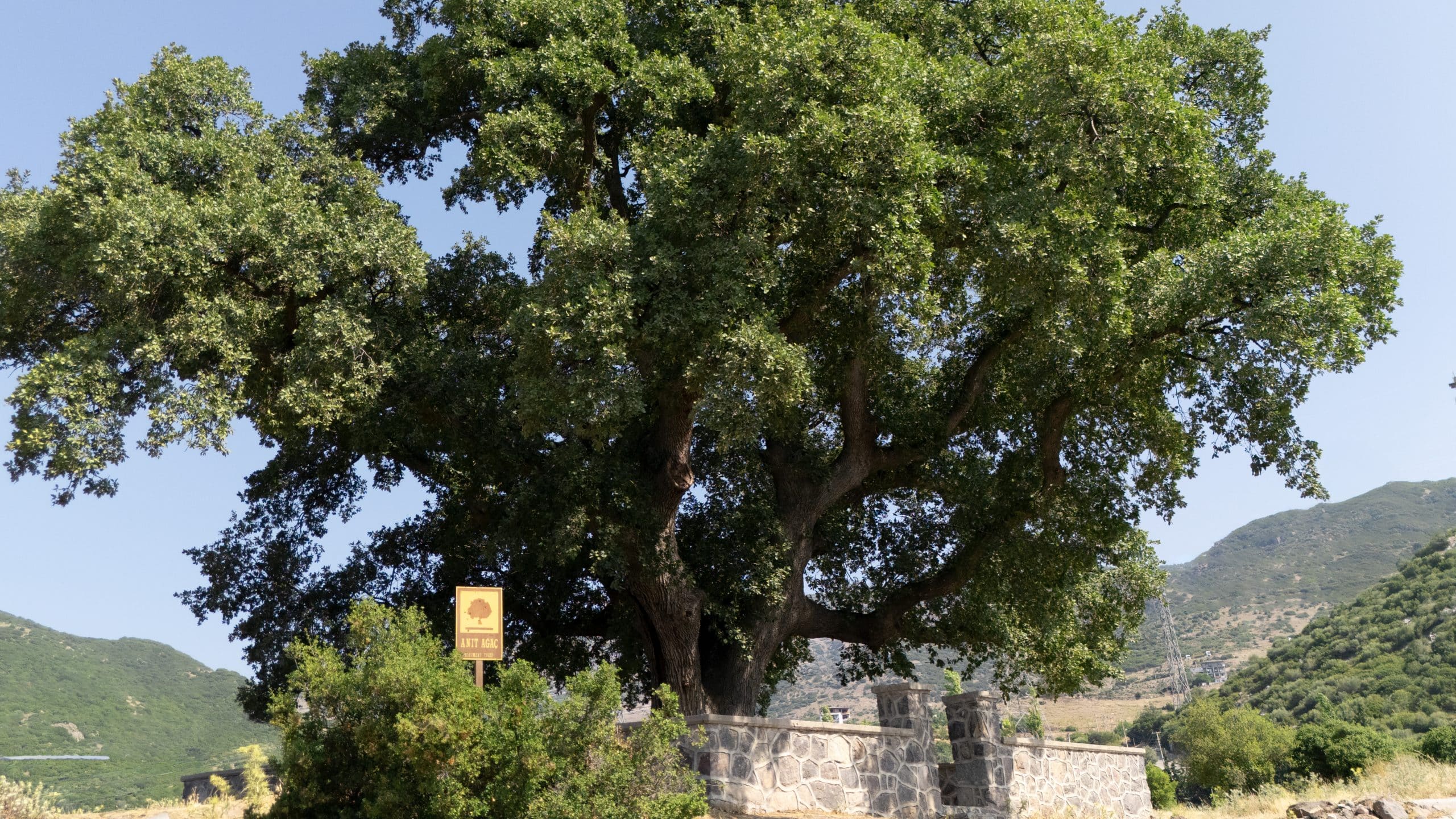 Eğridere Anıt Ağacı - Galeri 4
