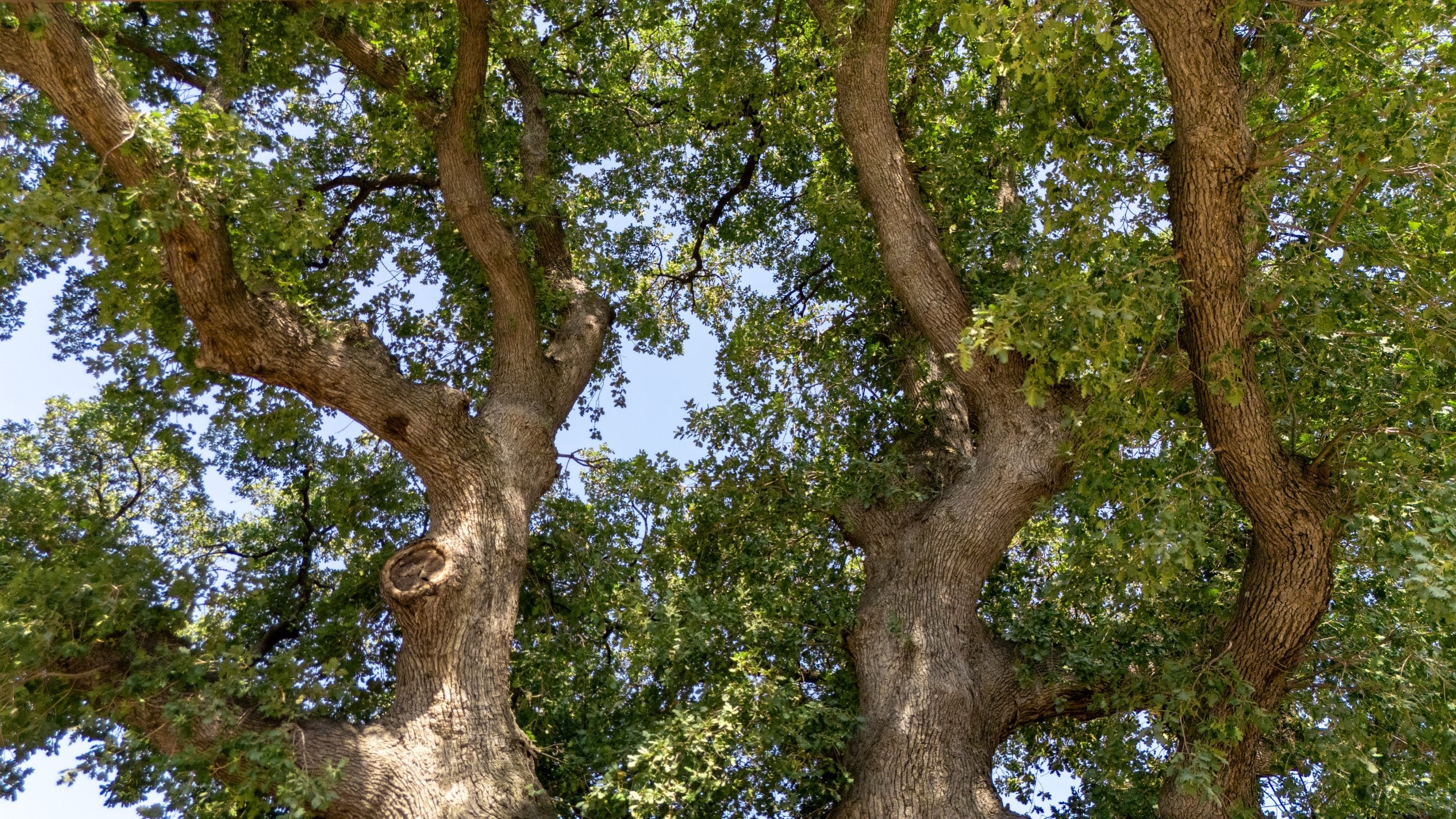 Eğridere Anıt Ağacı - Galeri 7