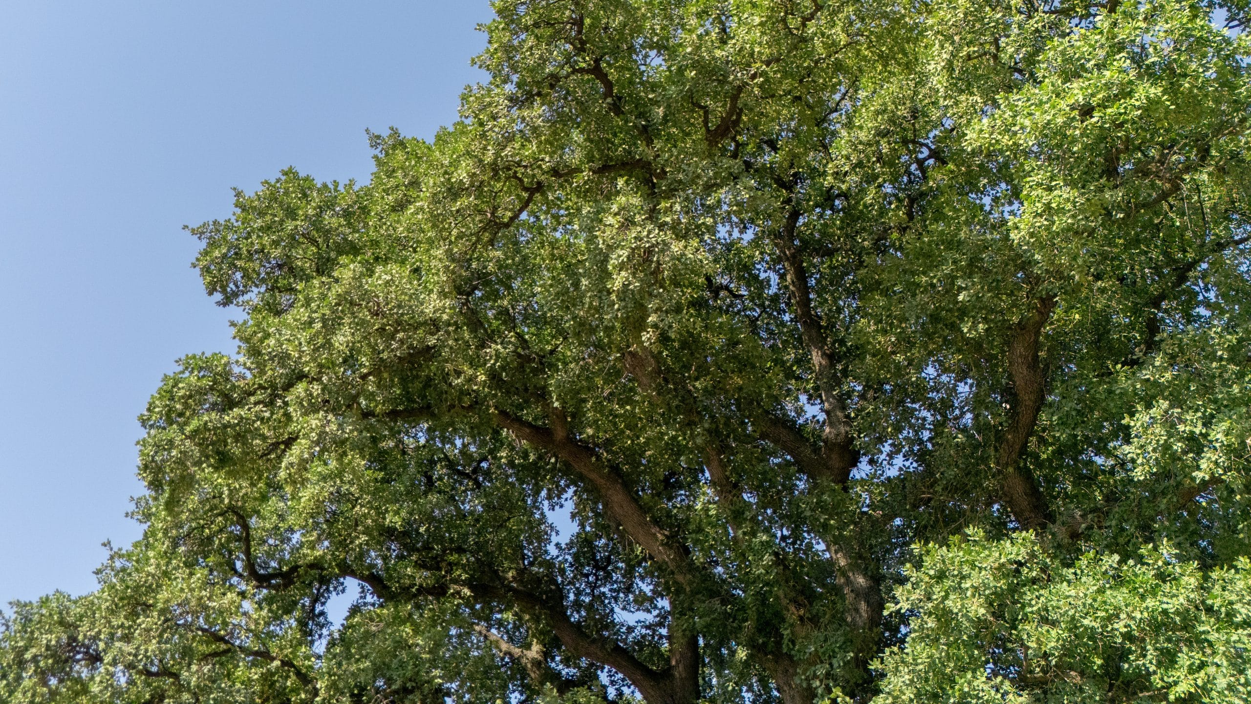 Eğridere Anıt Ağacı - Galeri 8