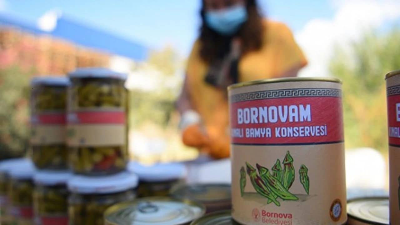 Bornova Kınalı Bamyası tarlada