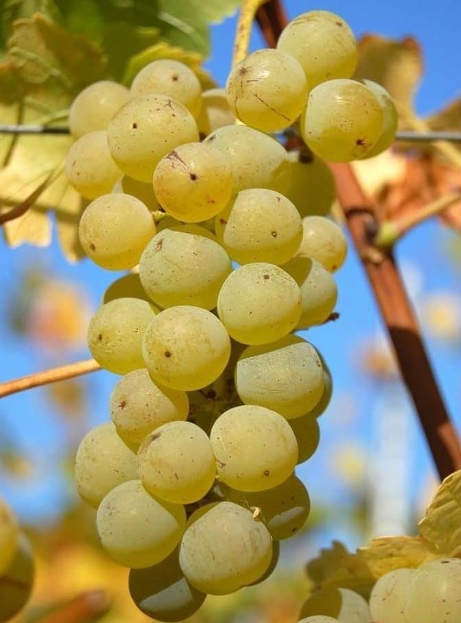 Moskhatos, Muskat, Bornova Misketi