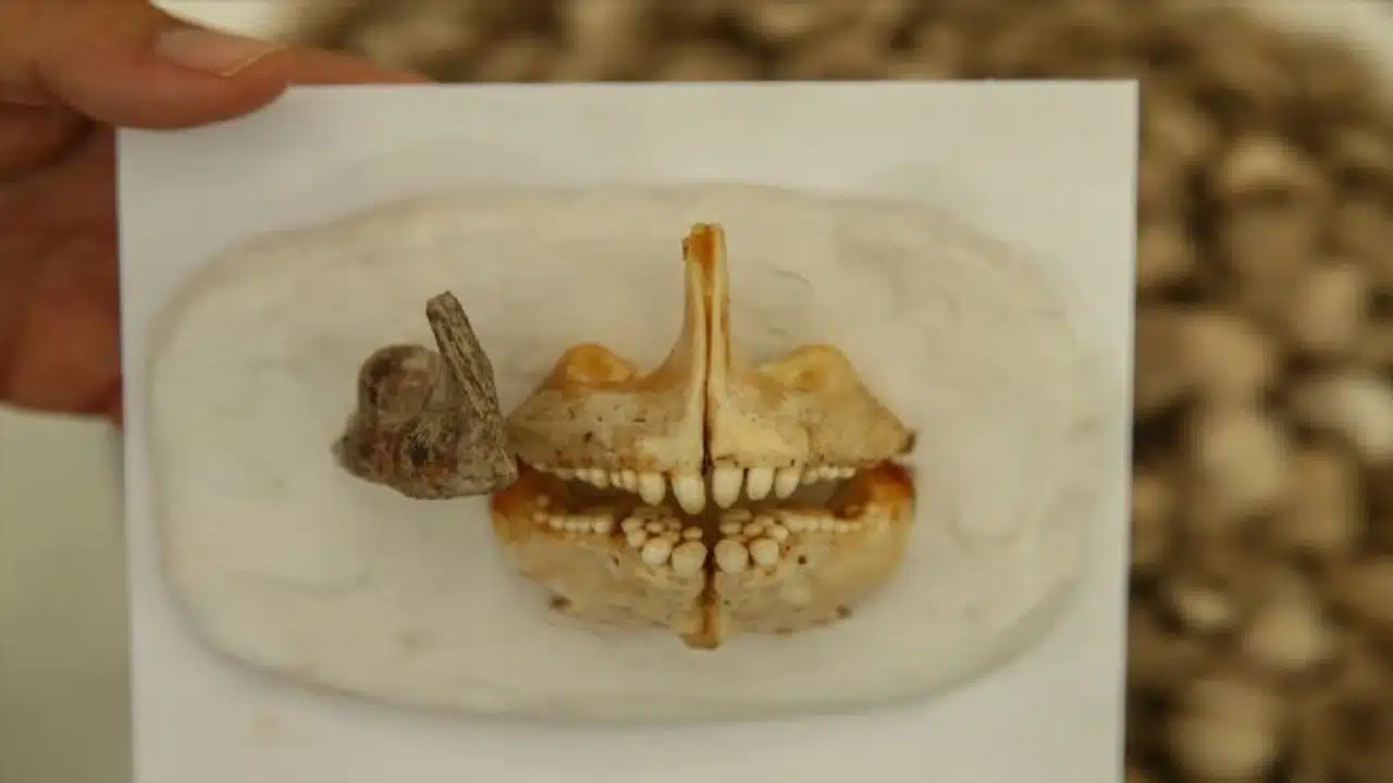 8 Bin Yıllık Çipura Çene Kemiği