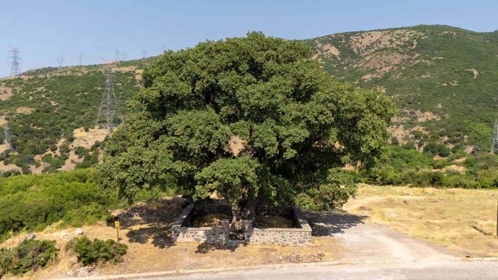 Eğridere Anıt Ağacı